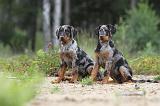 BEAUCERON - PUPPIES 073